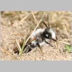 Andrena vaga - 01.jpg